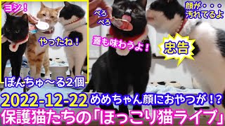 2022ｰ12−22 保護猫たちの「ほっこり猫ライブ」ハッチ＆マック＋黒猫めめ Cat live Stream in Japan -Cat Life TV