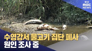 수영강서 물고기 270여 마리 폐사.. 원인 조사 중 (2024-09-03,화/뉴스투데이/부산MBC)