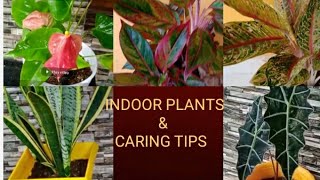 Indoor plants and  Caring tips/ വായു ശുദ്ധീകരിക്കുന്ന ഇൻഡോർ ചെടികൾ /  #indoorplants# deepthisvlog