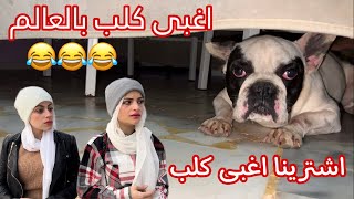 اغبى كلب بالعالم 😂 ام سيف ونانو