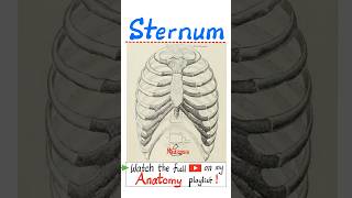 Anatomy of the Sternum (Thorax) -Chest Wall...#neuroanatomy #surgery #anatomy #physiology #nurse