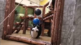 МамУся, ты Что впаЛа в ДетсТво? МоскОвсКий зооПарк🐼👀🤣👍🔥😍DinDin aNd baBy MOScow zOo🐼👀🤣👍🔥😍