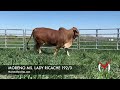 moreno ms. lady ricache 192 3 2023 international reserve grand champion red brahman female