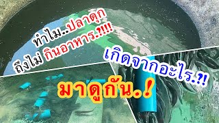 ทำไมปลาดุกไม่กินอาหาร.?!  เกิดจากอะไร..!!! มาดูกันเลย EP. 111 “THAMMADA  CHANNEL.”