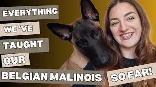 6 Month Belgian Malinois Puppy: Amazing Manners & Obedience Training Progress!