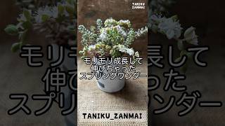 1分多肉事・スプリングワンダー今のうちに！切ったらこんなに増えちゃう