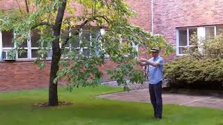 Sourwood (Oxydendrum arboreum) - Plant Identification