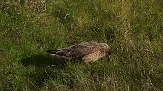 Storlabb - Great Skua!