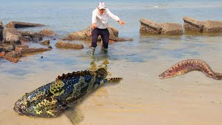 Seafood Is Flooding, A Cong Is Too Exciting To Catch｜Beachcombing