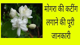 how to grow Mogra from cutting || मोगरा की कटींग लगाना सीखें || jasmine plant how to grow Mogra from cutting || मोगरा की कटींग लगाना सीखें || jasmine plant