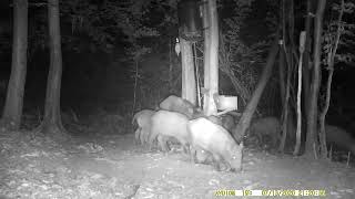 Wild pigs on Suntek hc900 proo 4k