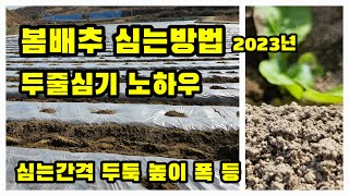 봄배추 심기 심는방법 두둑높이 두둑넓이 심는간격 심는시기 등 [배추재배방법]