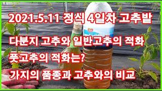 고추 정식후 4일차 친환경 무경운 노지  다분지 다수확 고추와 일반 고추 적화 비교