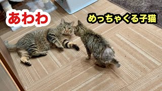 初めて会った子猫にタジタジになる先住猫