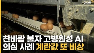 찬바람 불자 고병원성 AI 의심 사례 계란값 또 비상 [이슈픽]