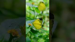 Yellow Butterfly  #goodmorning #shorts 💛