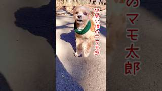 【マルプー犬のマリモ】北風小僧のマモ太郎