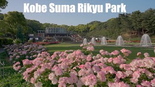 須磨離宮公園 バラ園 / Kobe Suma Rikyu Park Rose Garden 4K HDR Japan