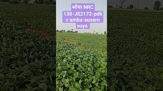 soyabean NRC 138-JS 2172-PDKV 100-39 AMBA,PDKV SUWARN SOYA