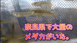 奈良県で大量のメダカを発見。