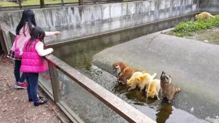 106/2/5小妤，小綺，兆豐農場餵食浣熊。