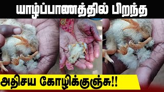 யாழ்ப்பாணத்தில் பிறந்த அதிசய கோழிக்குஞ்சு | Jaffna