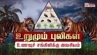 உறுமும் புலிகள் உணவுச் சங்கிலிக்கு அவசியம்.... சர்வதேச புலிகள் தினம்..!