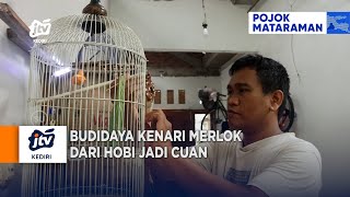 KEDIRI - Budidaya Kenari Merlok Dari Hobi Jadi Cuan