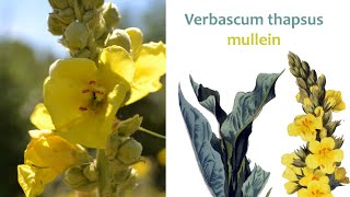 Verbascum thapsus