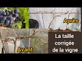 Comment corriger une vigne mal taillée ? 2024