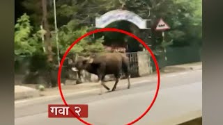 Kolhapur : कोल्हापूर शहरात पुन्हा गवा शिरला,शहरात दोन ठिकाणी गव्याचं दर्शन ABP MAJHA