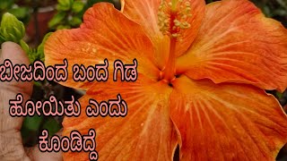 #ಬೀಜದಿಂದ_ಬಂದ_ಗಿಡ_ಹೋಯಿತು_ಎಂದು_ಕೊಂಡಿದ್ದೆ//