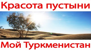 Красота пустыни Каракум