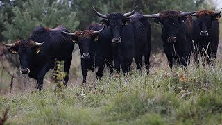 Ευρωβουλή: Καταψηφίστηκε ο νόμος για την προστασία της βιοποικιλότητας