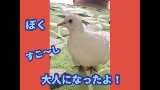 ギンバト、トイレ覚える！それをコザクラインコ がこっそり見ていた