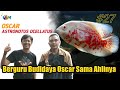 Budidaya Ikan Oscar | How to Breed Oscar Fish