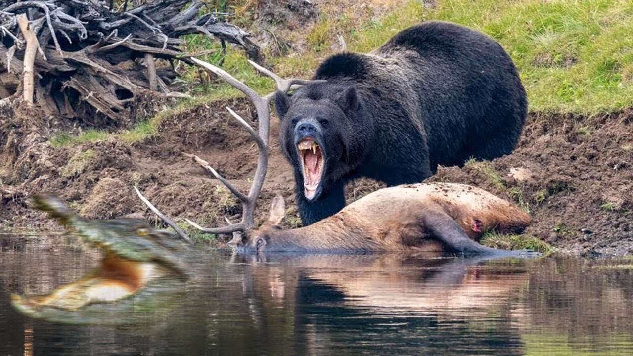 Craziest Bear Attacks Of All Time Caught On Camera - YouTube