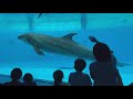 八景島シーパラダイス攻略解説４つの水族館とアトラクションを紹介