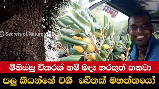 මිනිස්සු විතරක් නම් මොකෑ හරකුත් කනවා.පලු කියන්නේ වශී බේතක් මහත්තයෝ