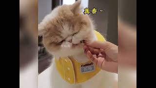 盘点那些不挑食的猫咪，看它们吃饭真是太解压了#干饭猫