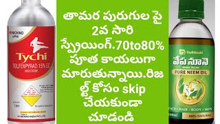 మిరప తోటలో తామర పురుగుల నివారణకై 2వ సారి స్ర్పేయింగ్.Nichino tychi and 10000ppm neem oil.good result