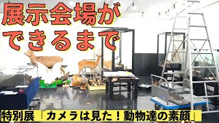 【特別展の裏側：展示会場ができるまで】特別展「カメラは見た！動物たちの素顔」ちょっと笑える動物たちの姿をぜひ見にきてね！〜美幌博物館〜（北海道美幌町）（Hokkaido.Japan）