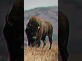 2023 bison u0026 5000bce bison mythology of mubi shortvideo