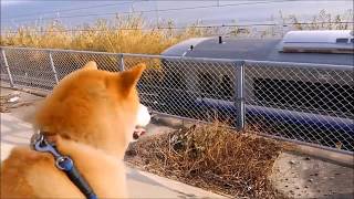 柴犬小次郎、電車を見に行きました Shiba Inu Kojiro went to see the train