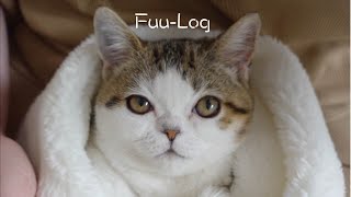 【おしゃべり子猫】家主と話せる可愛いこねこ/ Fuu-Log#40