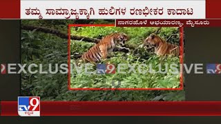 Two Tigers Battle It Out In A Fierce Clash In Nagarhole Forest At Mysuru Video Goes Viral