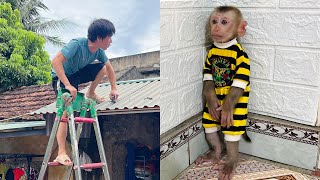 Baby monkey Tina hid when she discovered a stranger broke into her house.