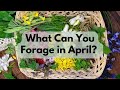 April Wild Food - What Can You Forage in Early Spring? | UK Foraging