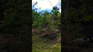 Growing \u0026 Harvesting Purple Sugar Apple (Sweet Sop) |Caribbean Backyard Garden 🇻🇮 #virginislands