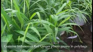 Red Ginger (Zingiber officinale var. Rubrum) - ഇന്തോനേഷ്യൻ ചുവന്ന ഇഞ്ചി കൃഷി